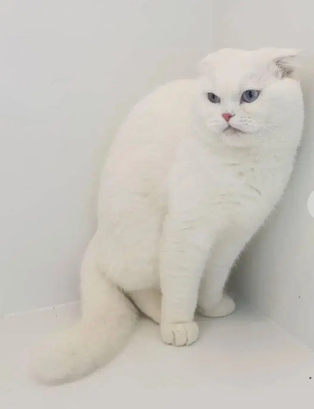 اسکاتیش سفید نر|گربه|اصفهان, جلفا|دیوار