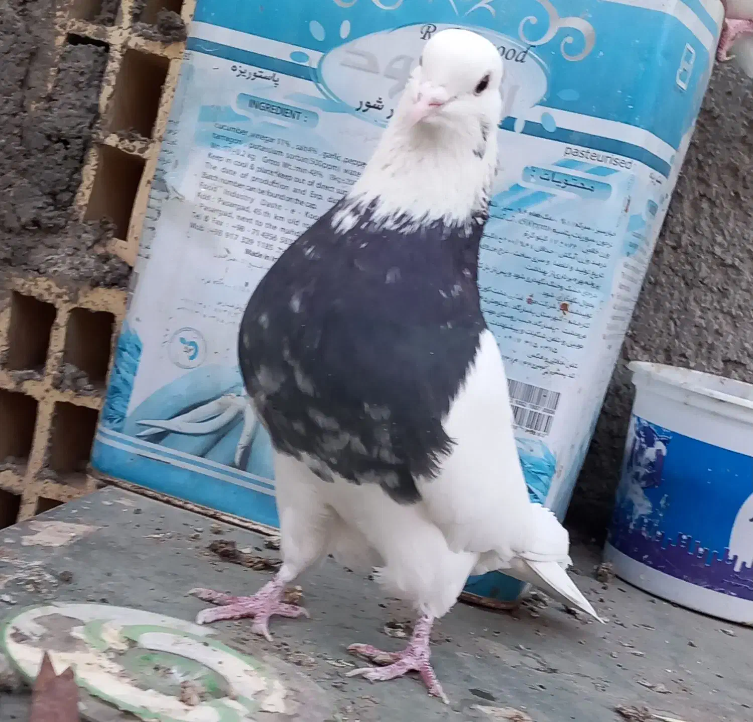 کبوترطوقی|پرنده|حبیب آباد, |دیوار