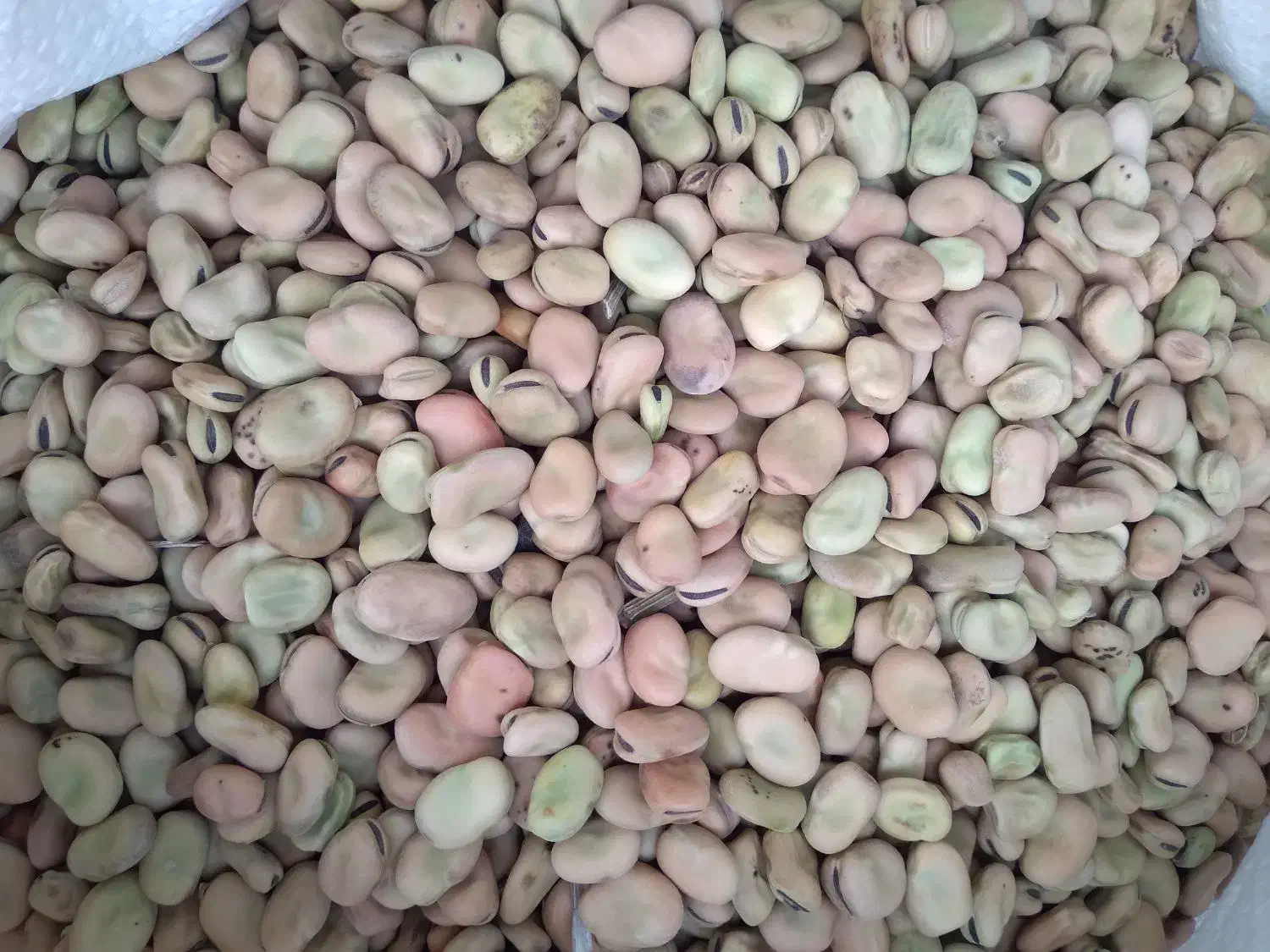 باقالی حدود ۵۰۰کیلو موجود هست|عمده‌فروشی|سراب, |دیوار