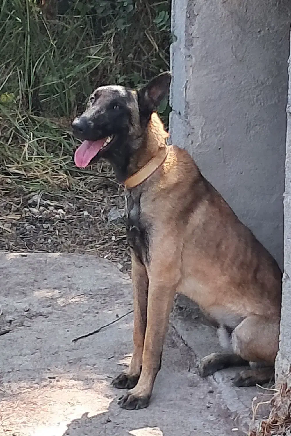 سگ مالینویز مخصوص نگهبانی و گارد نر یک ساله|سگ|سنگر, |دیوار