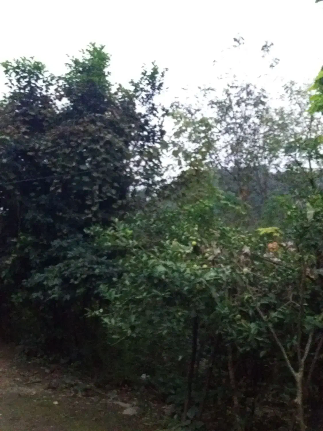 زمین مسکونی|فروش زمین و ملک کلنگی|احمدسرگوراب, |دیوار