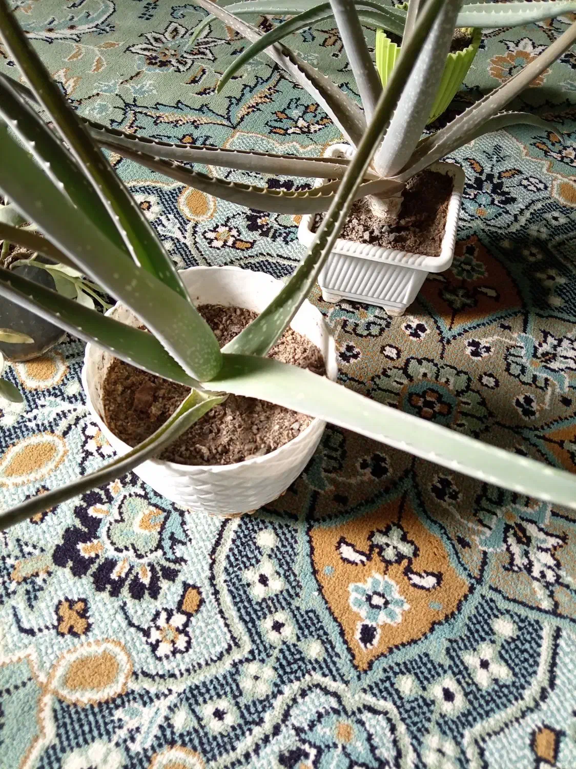 گلدون گل طبیعی70تومن|گل و گیاه طبیعی|بیرجند, |دیوار