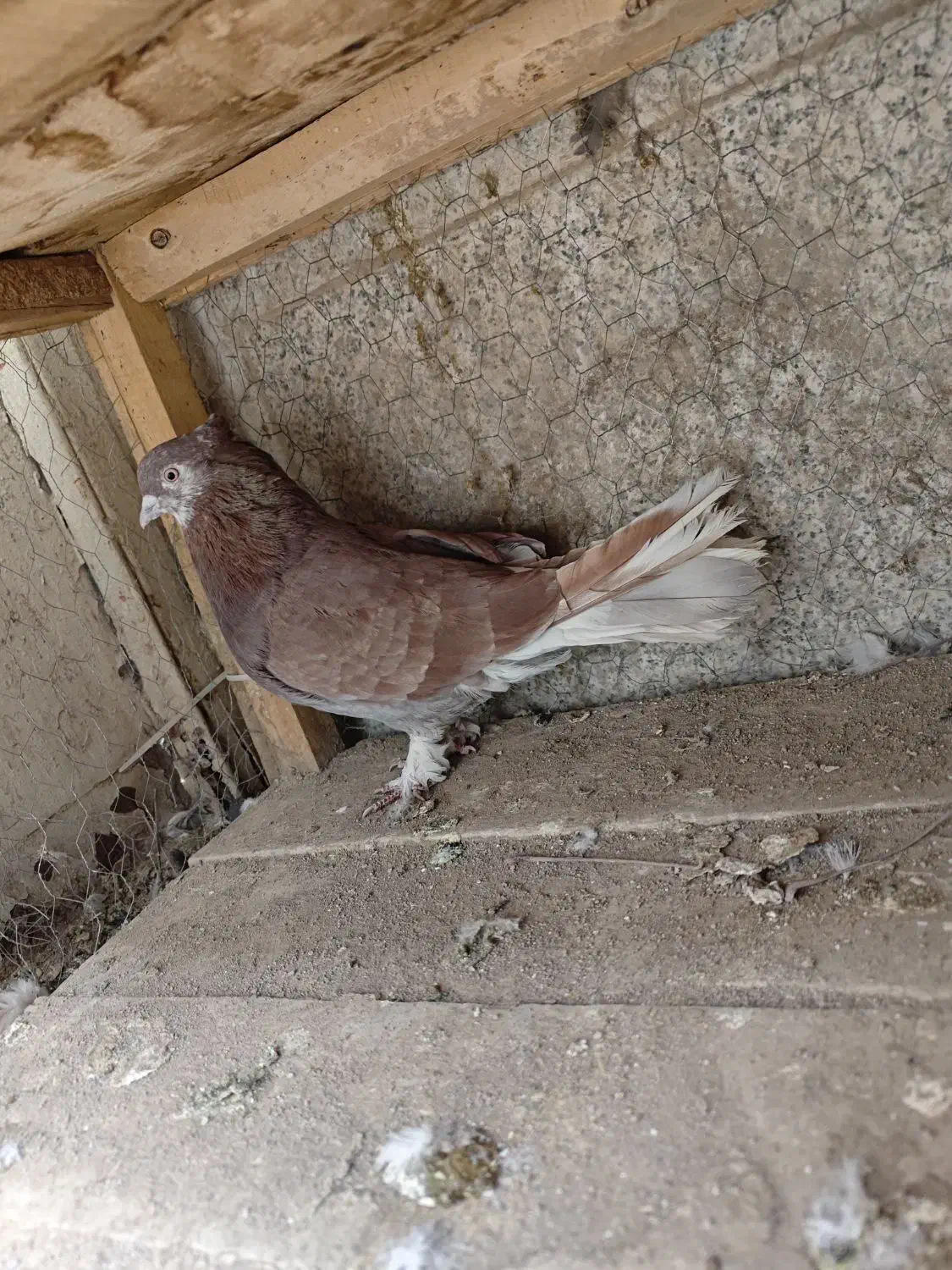 کفتر|پرنده|اصفهان, مارچین|دیوار