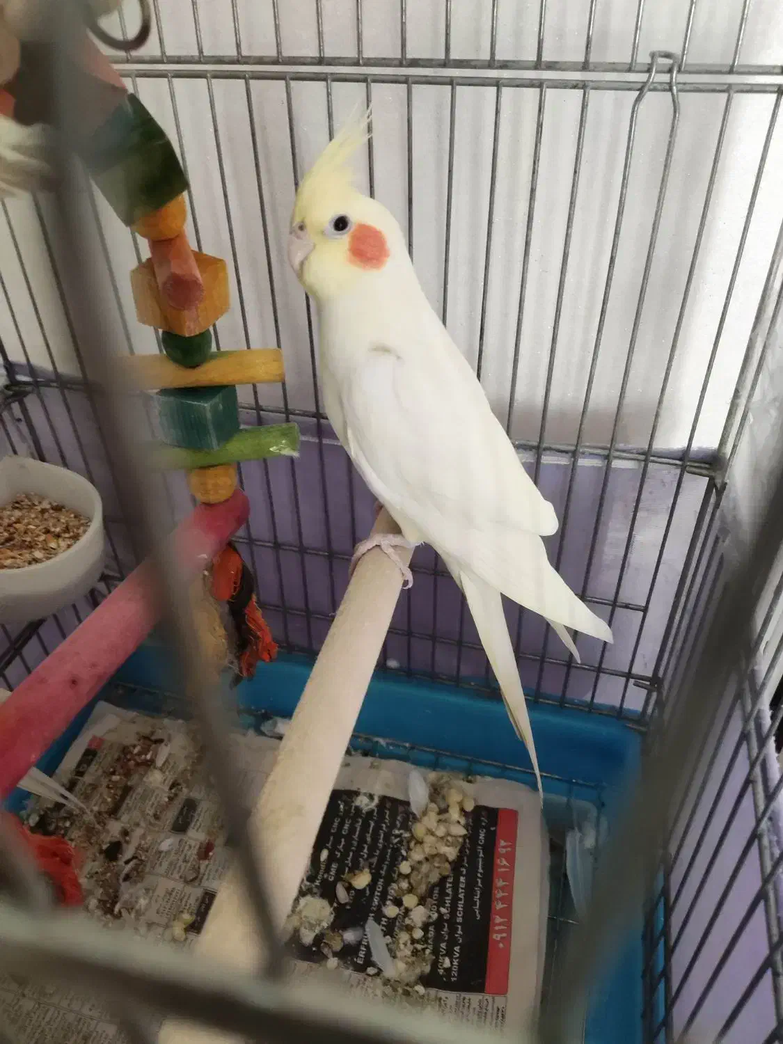 عروس هلندی لوتینو|پرنده|تهران, خزانه|دیوار