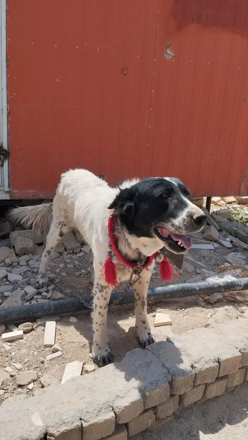 سگ.|حیوانات|دورود, |دیوار