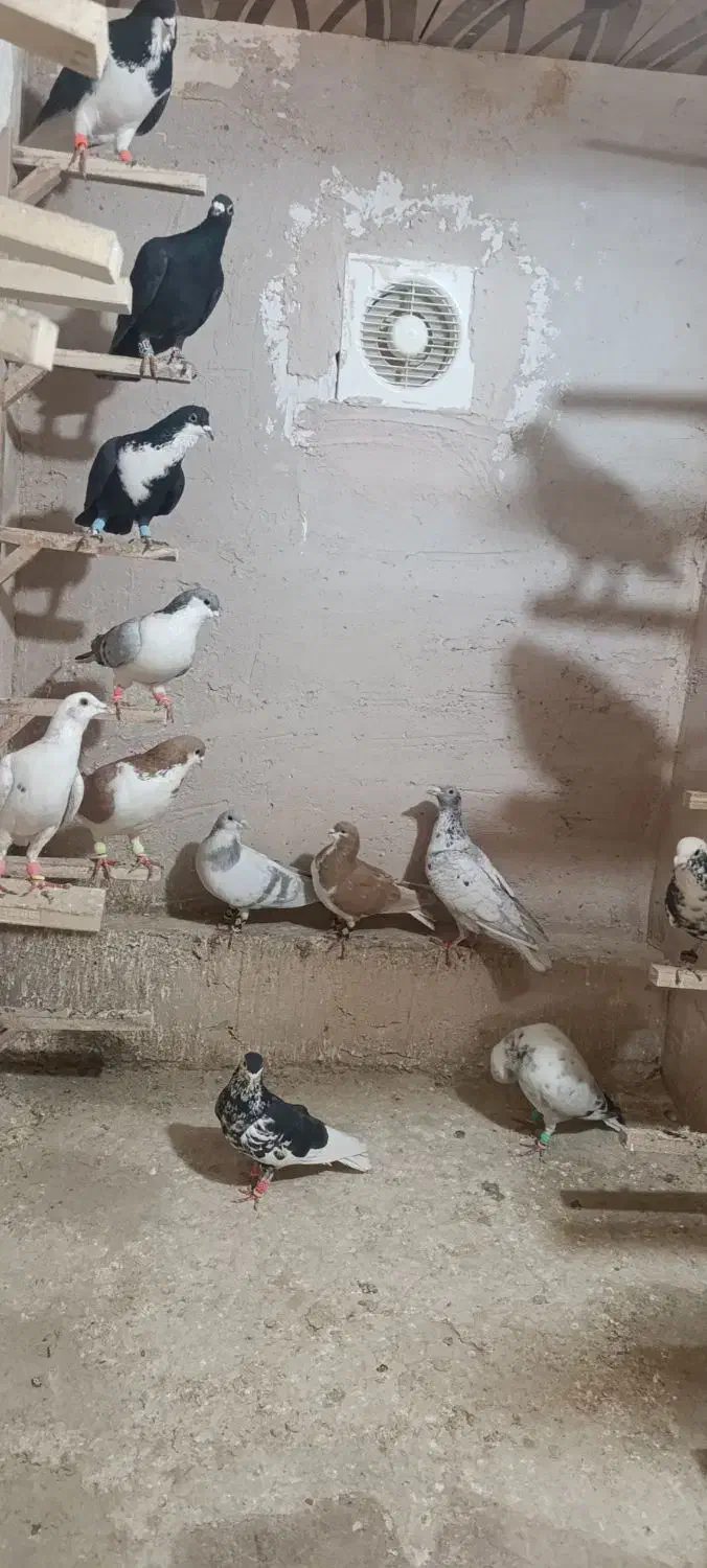 کبوتر رنگی|پرنده|اردکان, |دیوار