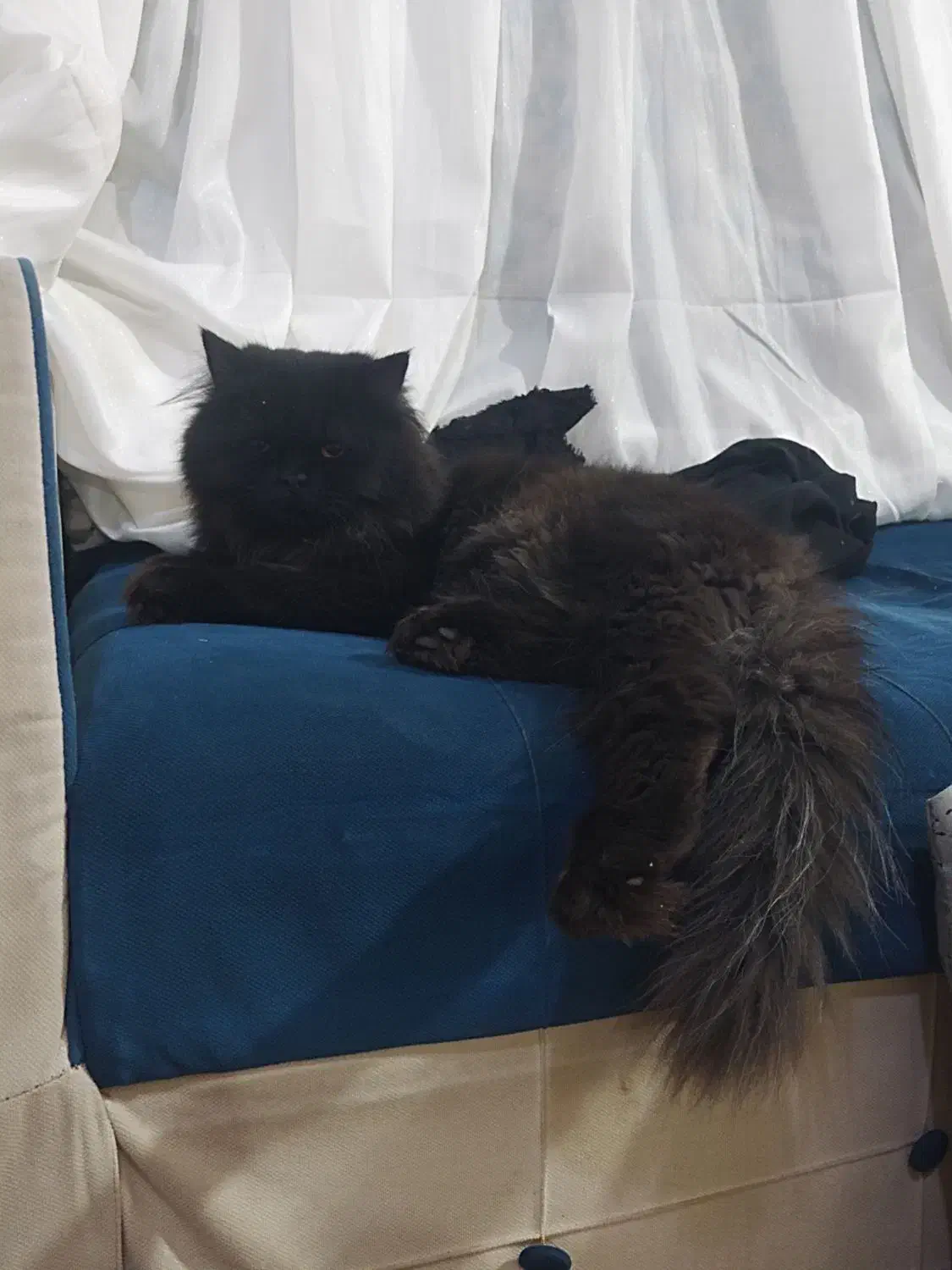 گربه پرشین|گربه|گناباد, |دیوار