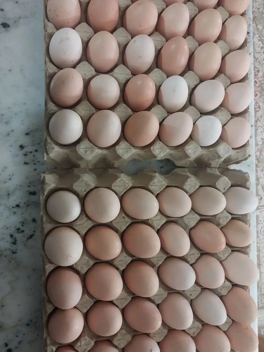 تخم مرغ محلی|خوردنی و آشامیدنی|تاکستان, |دیوار