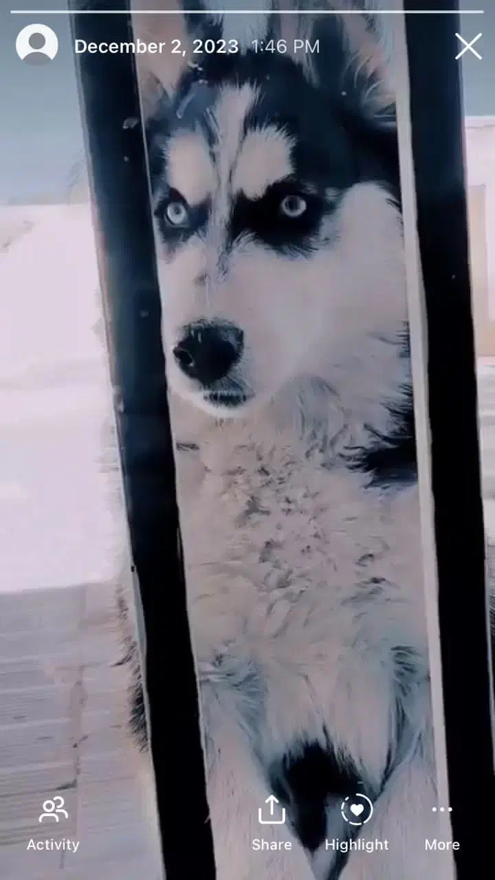 فروش سگ هاسکی|سگ|زرند, |دیوار