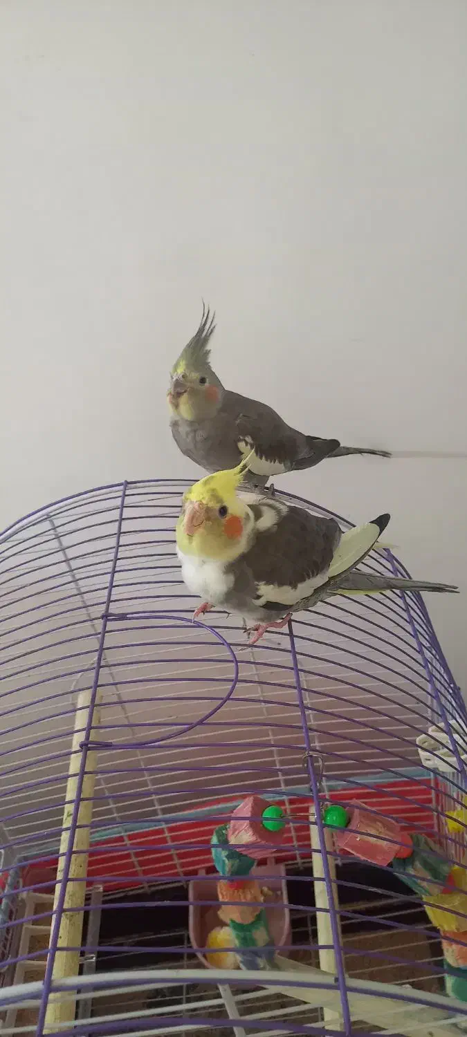 یک جفت عروس هلندی با جفت جوجه کامل دستی و خونگی|پرنده|برازجان, |دیوار