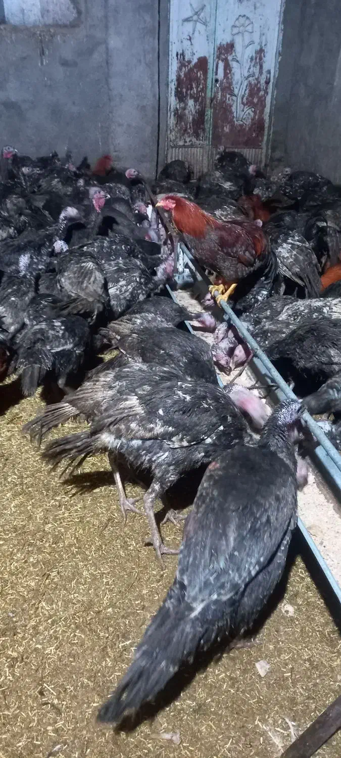 بوقلمون|حیوانات مزرعه|تربت‌حیدریه, حاجی یار‎|دیوار