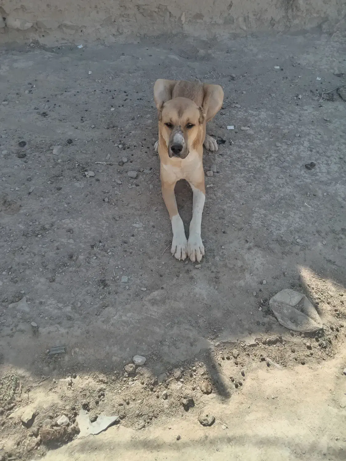 سگ گله گی|سگ|نیشابور, ماروسک|دیوار