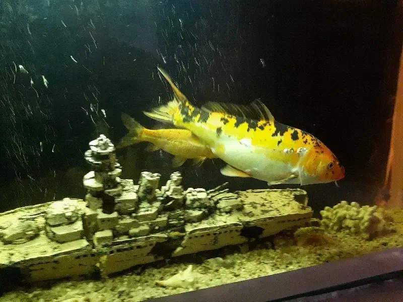 ماهی کوی|ماهی|تهران, افسریه شمالی|دیوار