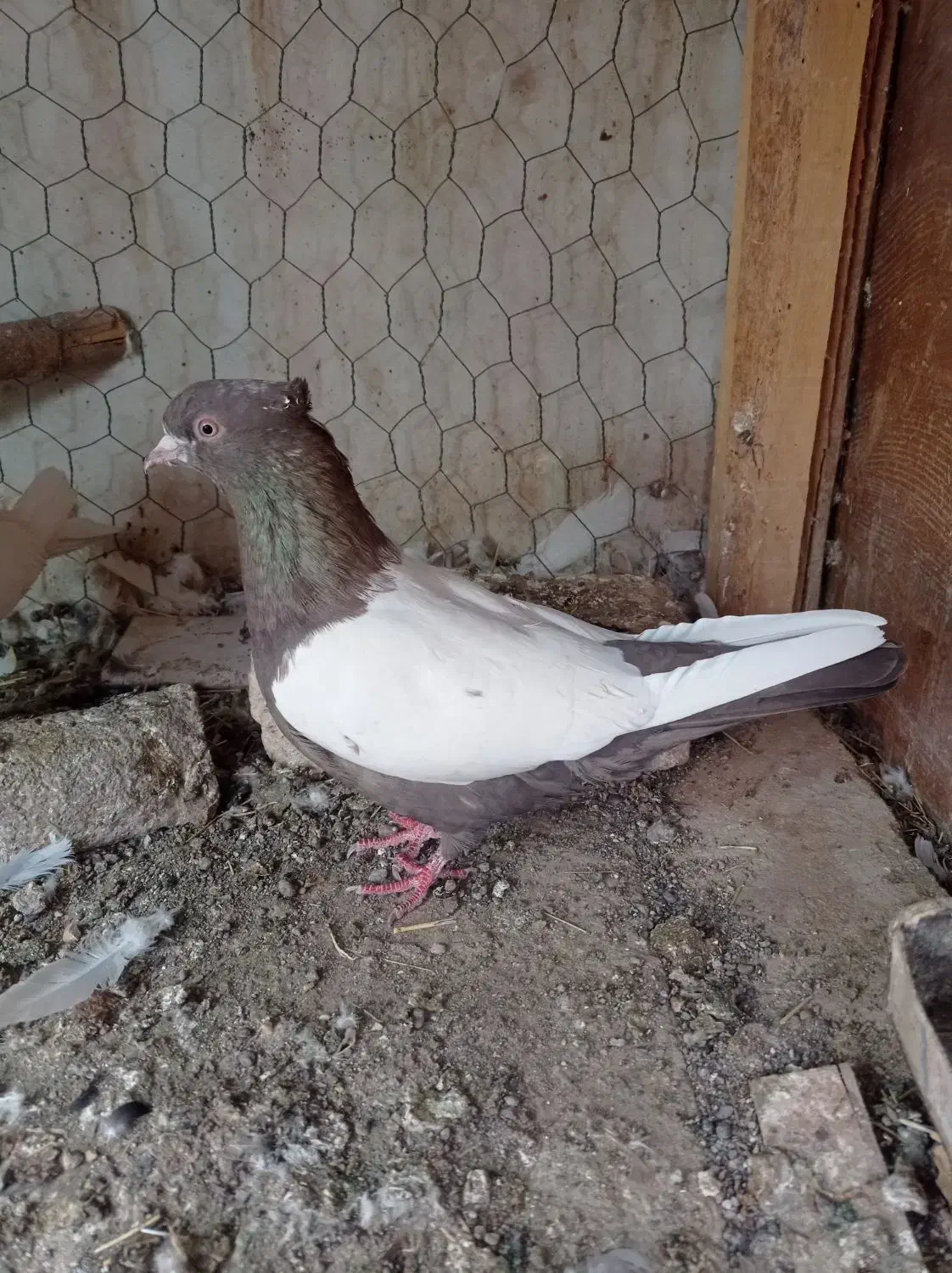 کفتر|پرنده|میانه, |دیوار