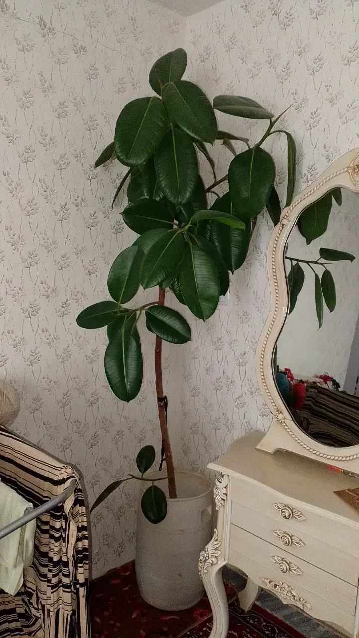 گل فیکوس|گل و گیاه طبیعی|اسدآباد, |دیوار