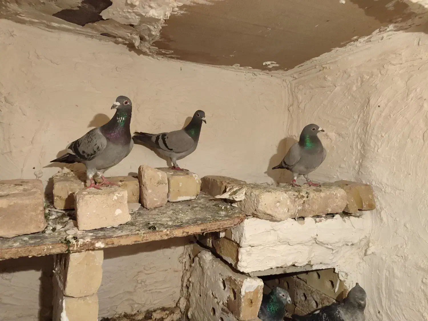 قره|پرنده|خواف, |دیوار