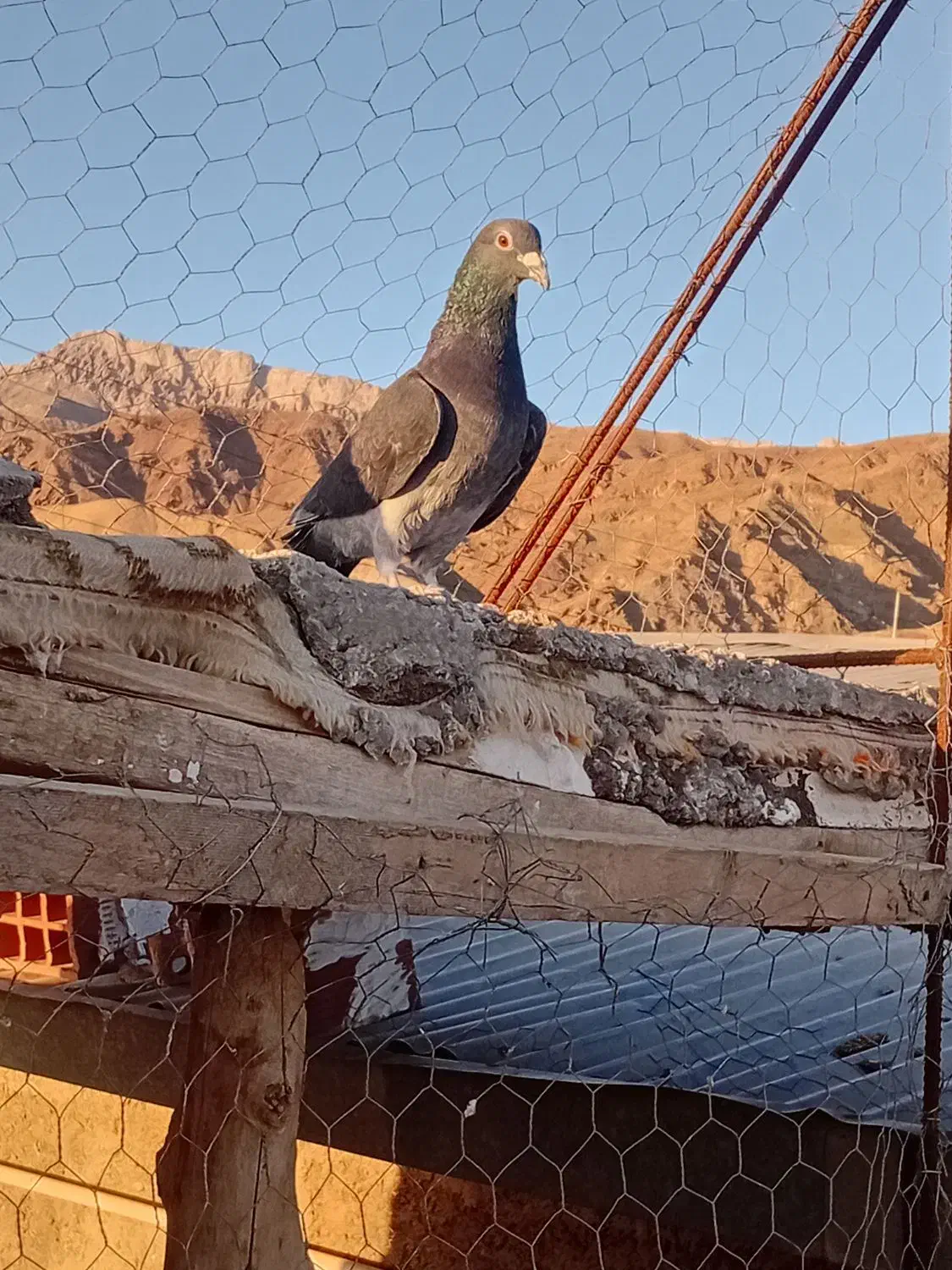 کفتر|حیوانات|زرند, |دیوار