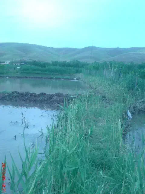 اجاره زمین شالیزار روستای حصار قرانقو|اجارهٔ دفتر صنعتی، کشاورزی، تجاری|میانه, |دیوار