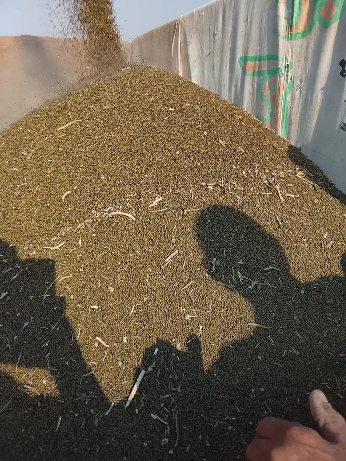 ماش ارتشی کمباین|خوردنی و آشامیدنی|گتوند, |دیوار