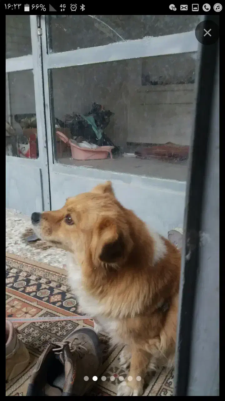 سگ روباهی معاوضه یا فروش|سگ|قهدریجان, |دیوار