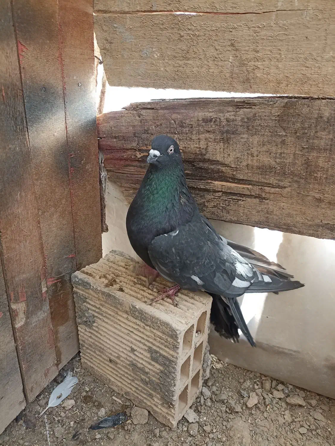 کبوتر پرشی|پرنده|زاینده رود, |دیوار