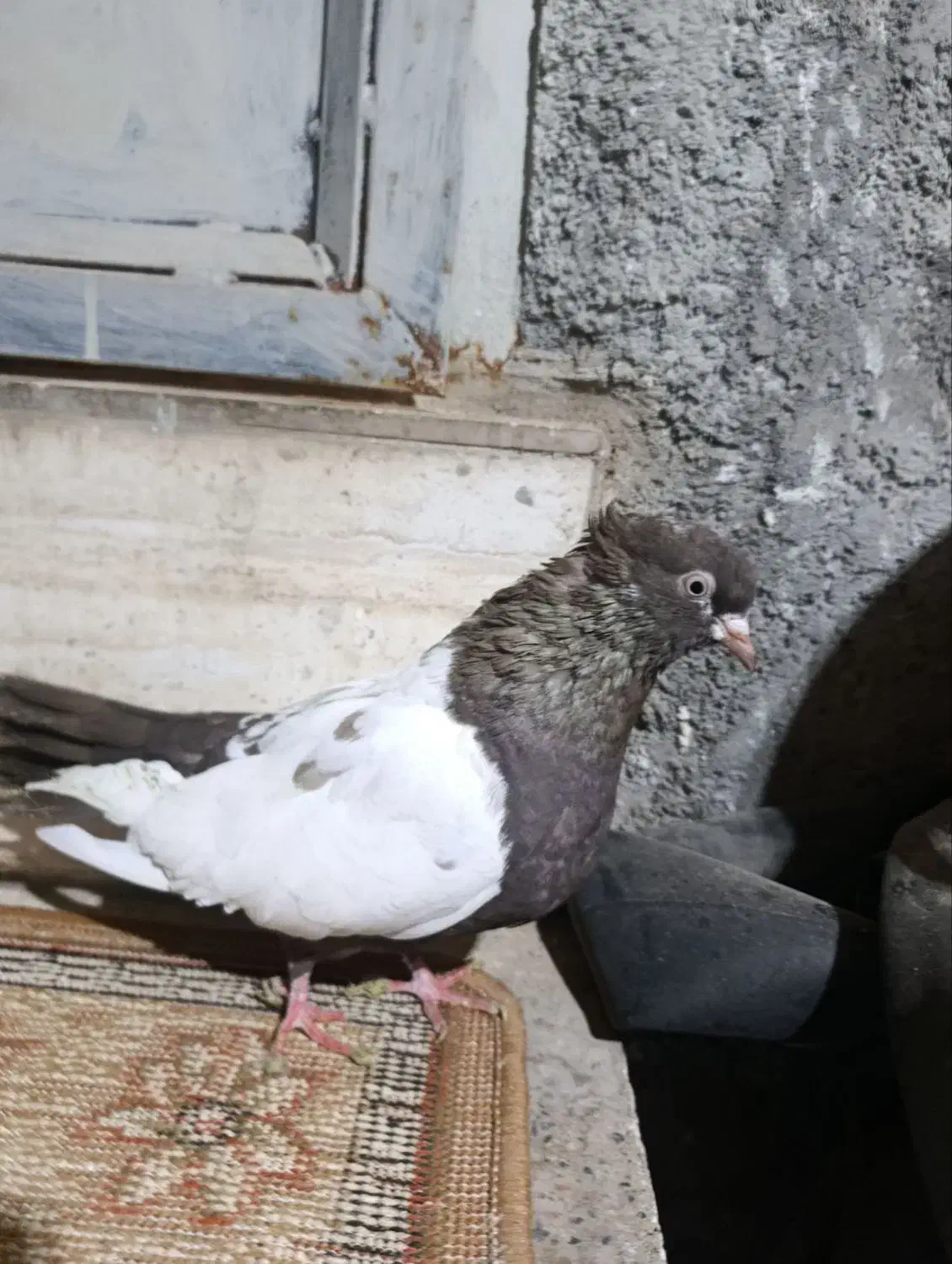 فروش‌کبوتر‌سینلی‌|پرنده|میانه, |دیوار