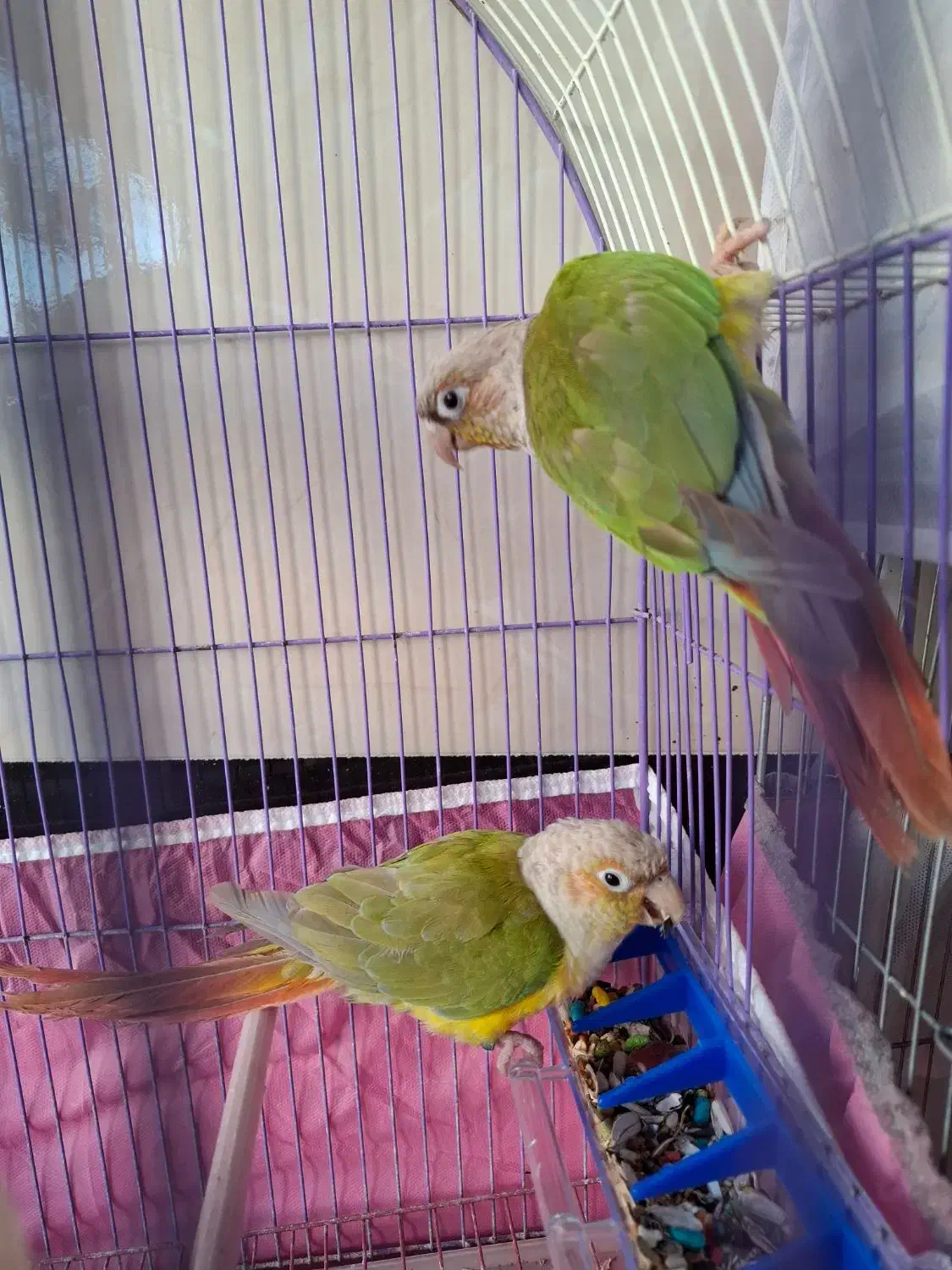 بازرگانی امیر پرنده زینتی|پرنده|نقده, |دیوار