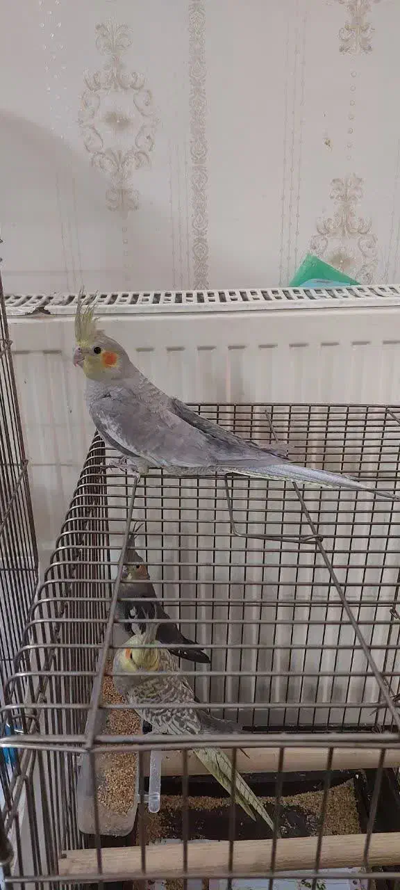 عروس هلندی|پرنده|قم, انسجام|دیوار