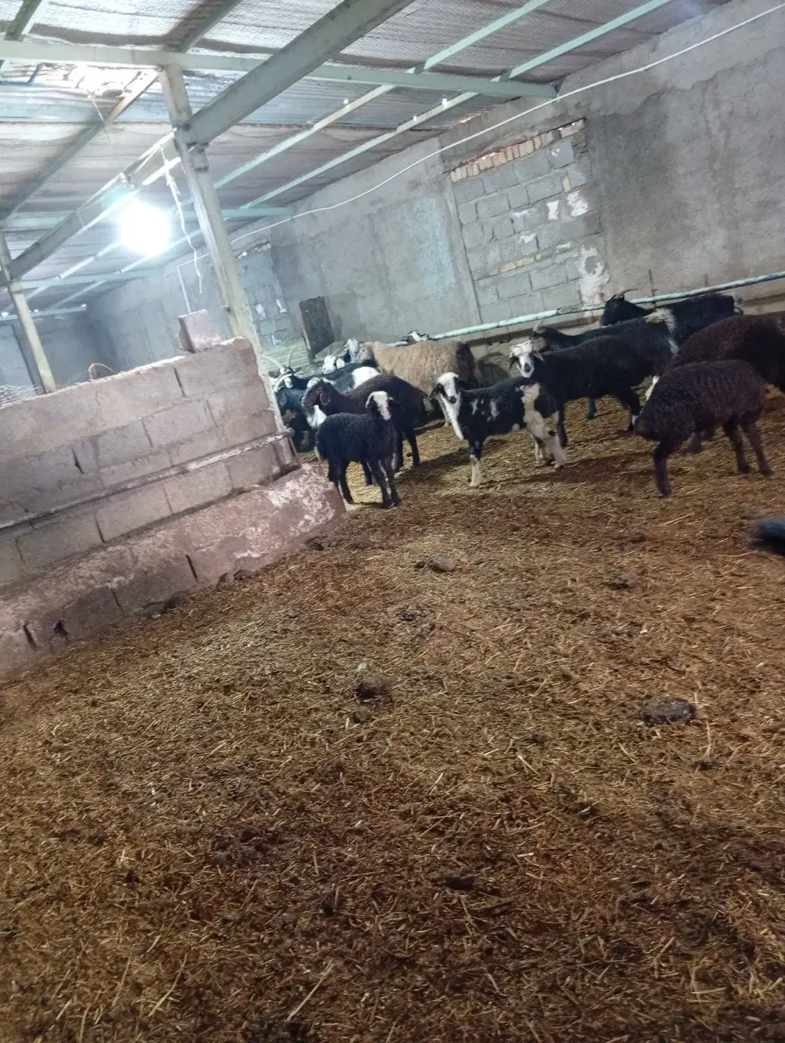 شیر گوسفندی|حیوانات مزرعه|بشاریات, |دیوار