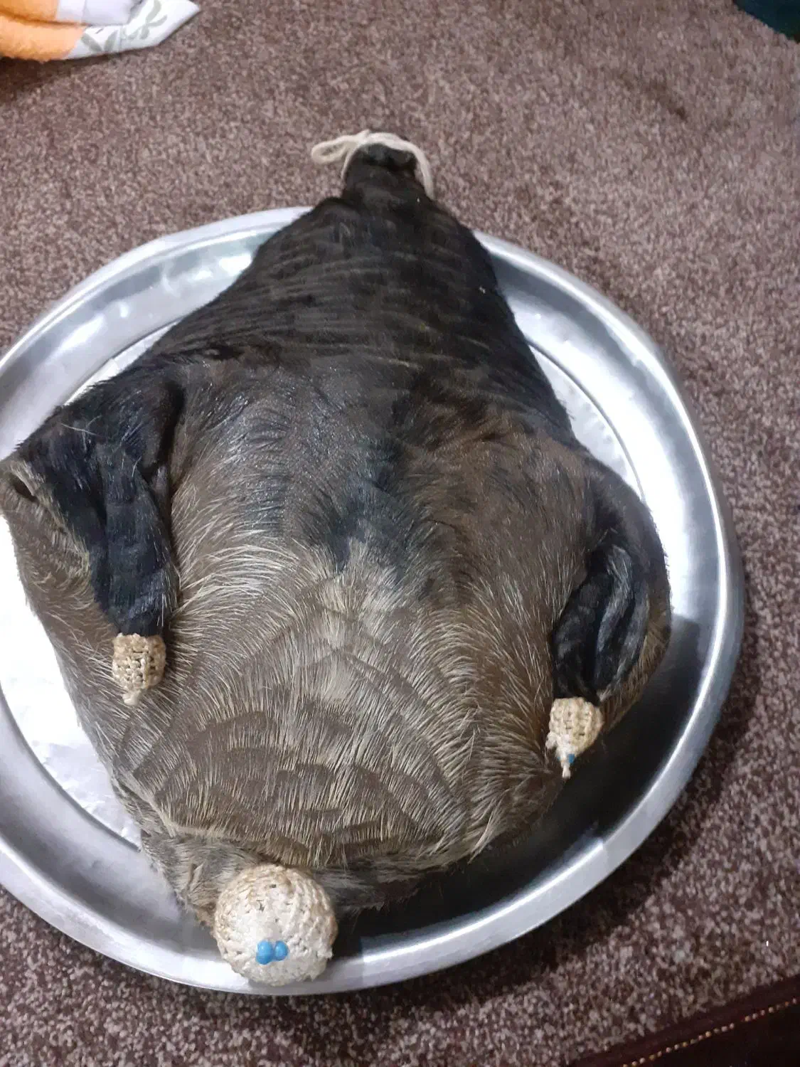 هیزه|ظروف نگهدارنده، پلاستیکی، یک‌بارمصرف|اندیمشک, |دیوار