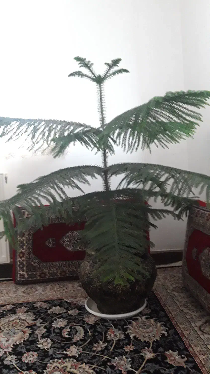 کاج مطبق|گل و گیاه طبیعی|دهگلان, |دیوار