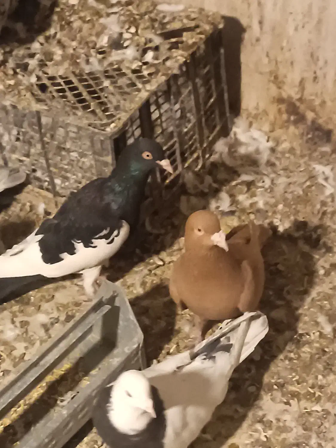 سه تا کفتر گرفتنی قیمت تعاونی|پرنده|بهار, |دیوار