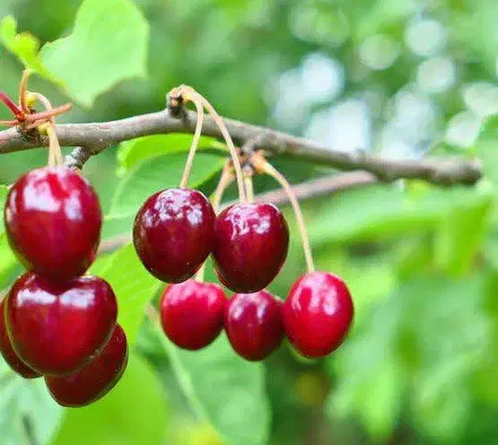 تولید و عرضه نهال آلبالو بوترمو|خدمات باغبانی و درختکاری|بدره, |دیوار