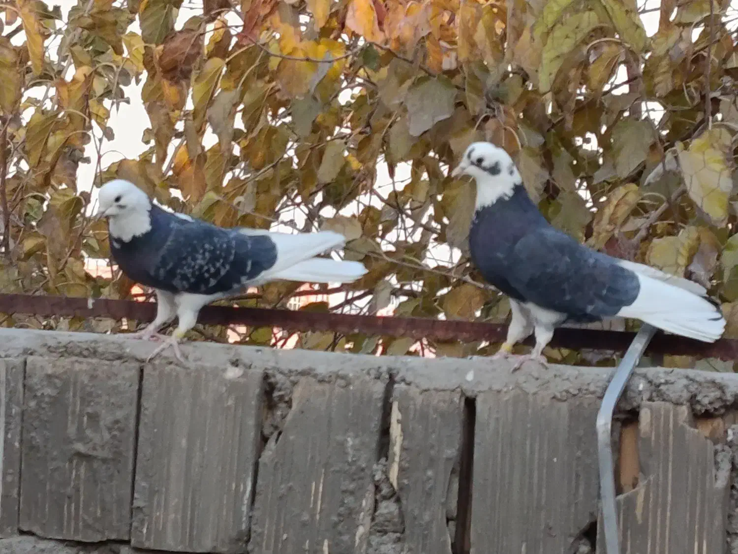 کبوتر شازده،یا ابلغ|پرنده|خمینی‌شهر, |دیوار