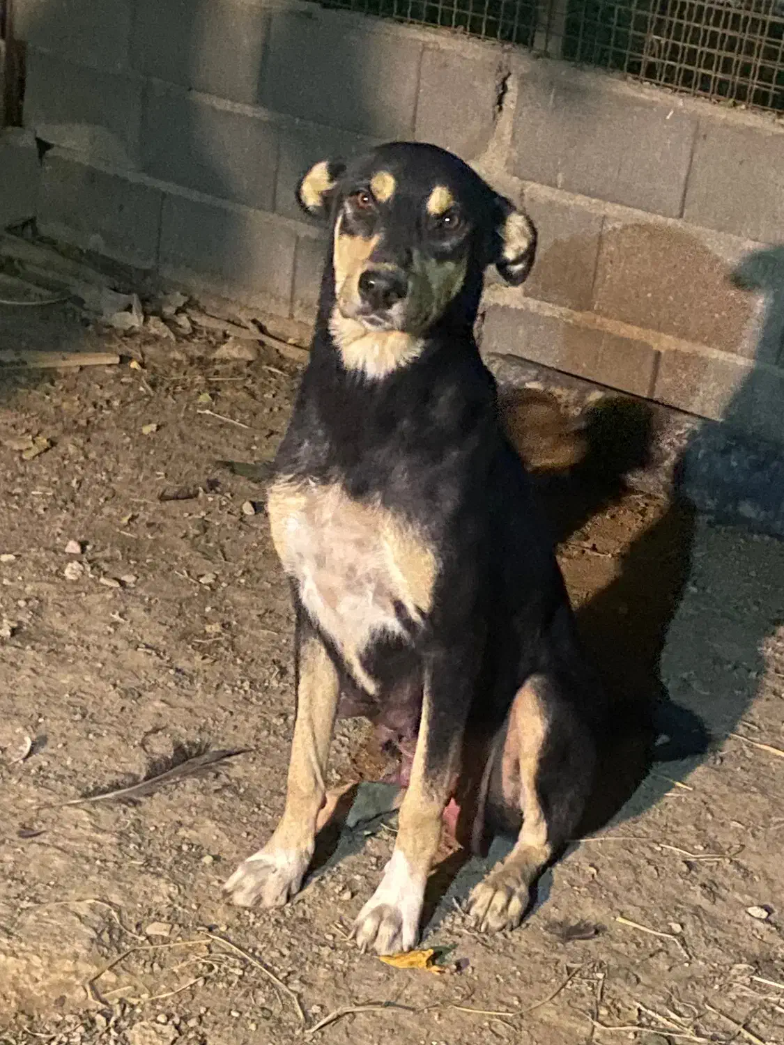 سگ دوبرمن مفت|سگ|تهران, نازیآباد|دیوار