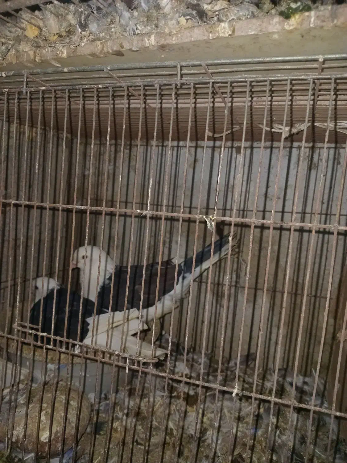 کبوتر پرشی جفت ۵۰۰ تومان ،معاوضه با مرغ عشق|پرنده|آمل, |دیوار