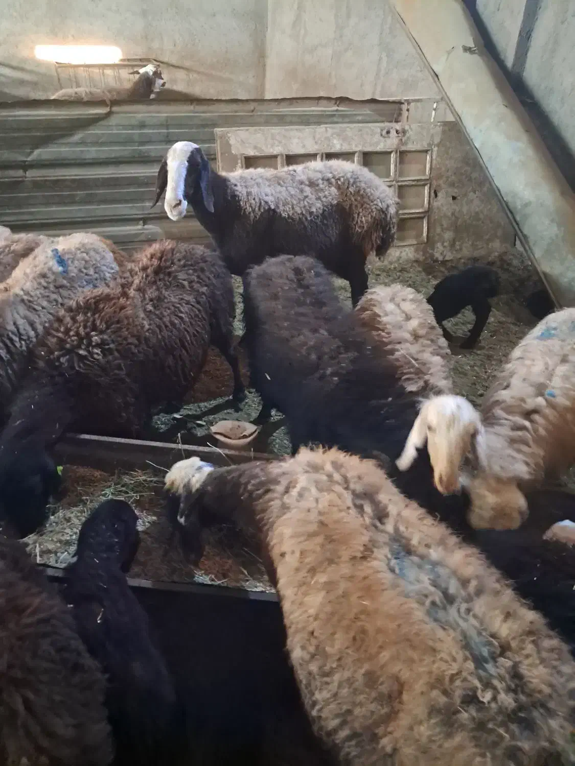 میش بره دار|حیوانات مزرعه|قزوین, |دیوار