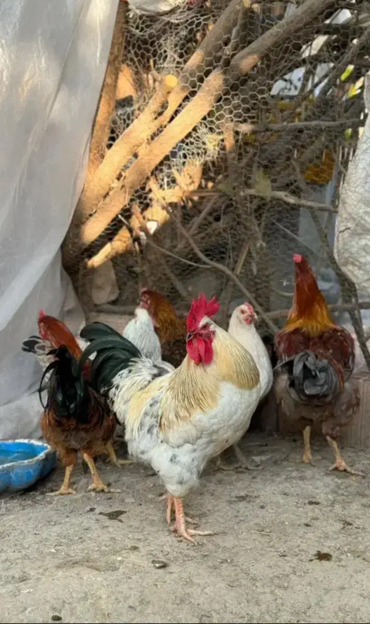 خروس بزرگ چاق و چله برای قربانی کردن|حیوانات مزرعه|قم, قلعه کامکار|دیوار