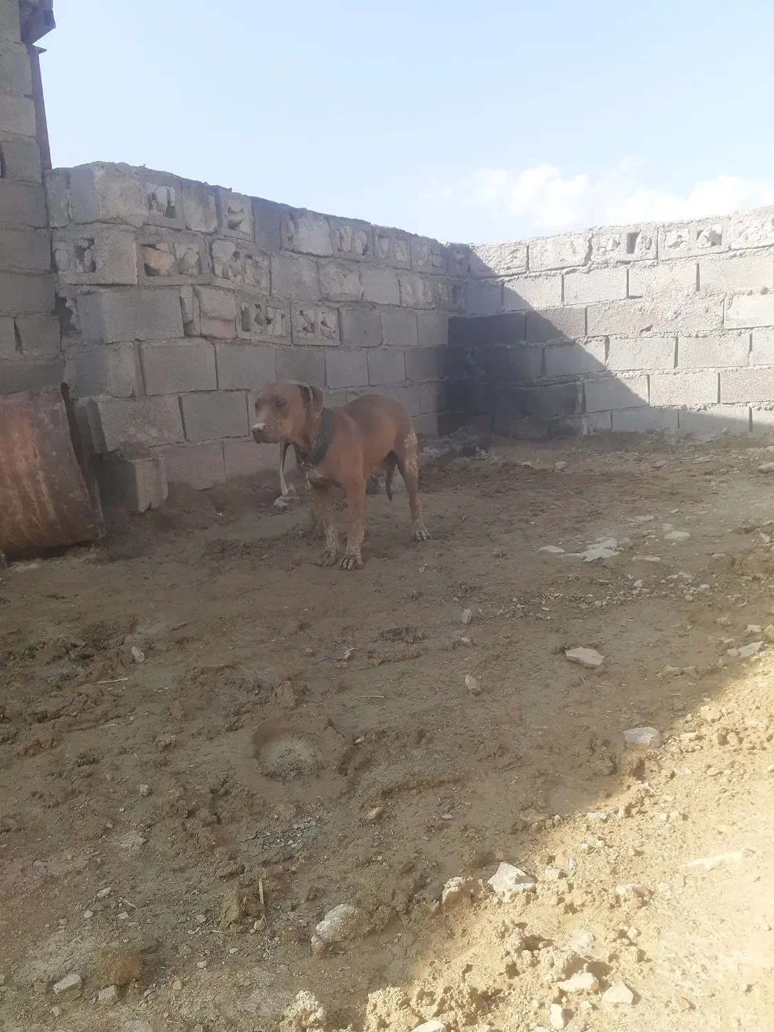 پیتبول ماده|سگ|خرم‌آباد, |دیوار