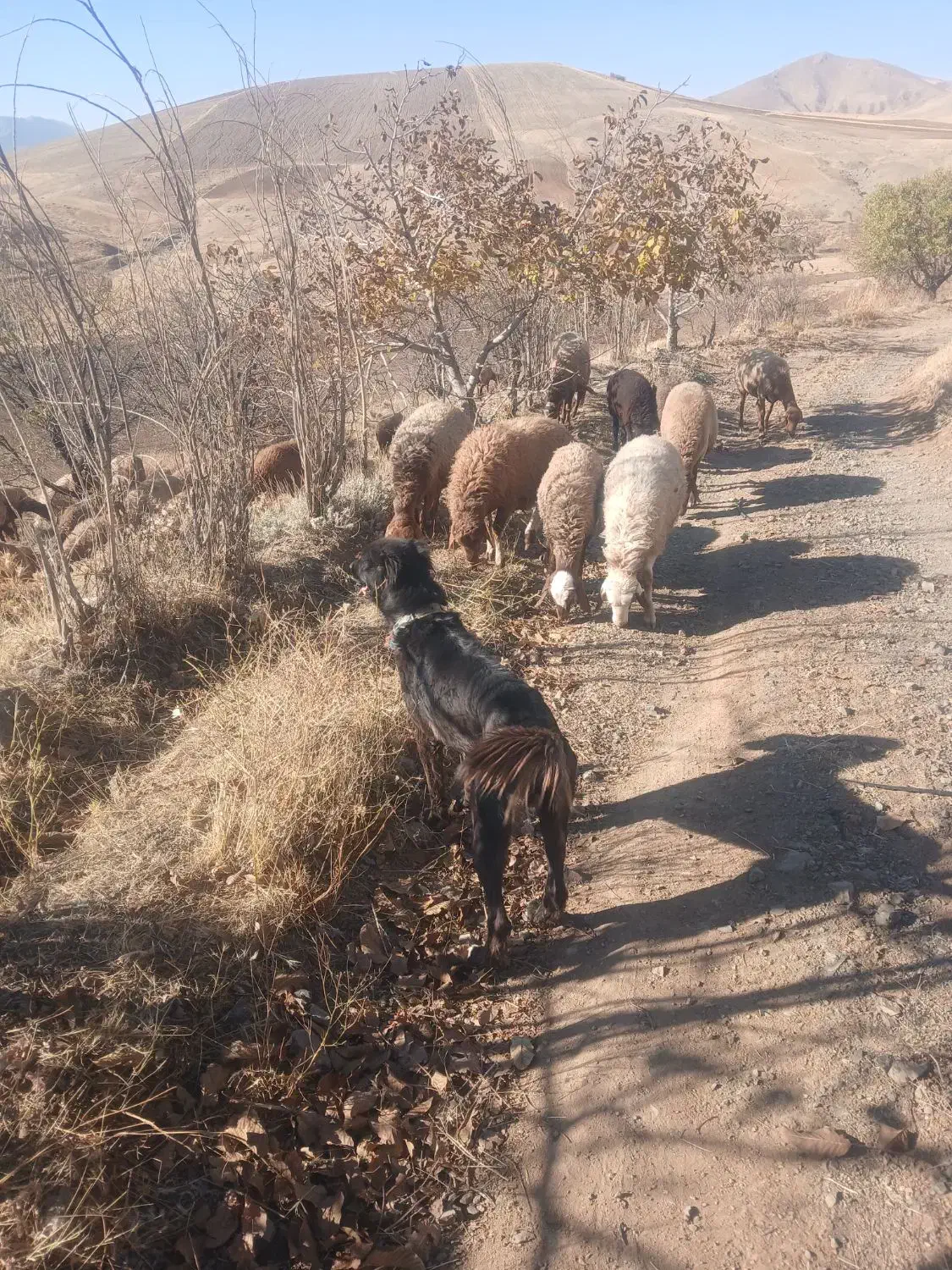 طوله سگ قهدریجان|سگ|بیلوار, |دیوار