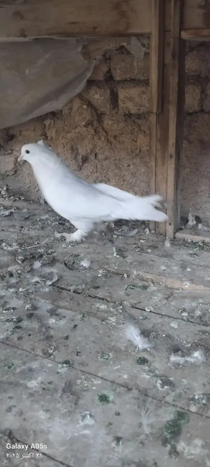 کبوتر|پرنده|فارسان, |دیوار