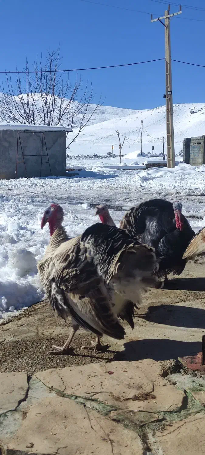 بوقلمون سرحال|حیوانات مزرعه|یاسوج, |دیوار