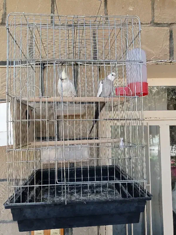 عروس هلندی|پرنده|مسجد سلیمان, |دیوار