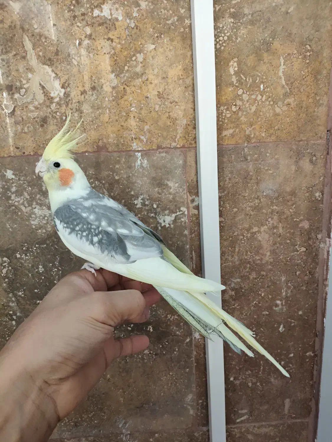 یک جفت عروس هلندی خوشگل|پرنده|ماهدشت, |دیوار