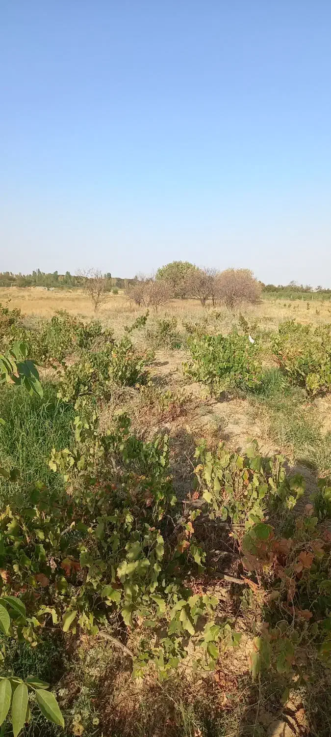 باغ و باغچه|فروش زمین و ملک کلنگی|انزل, |دیوار