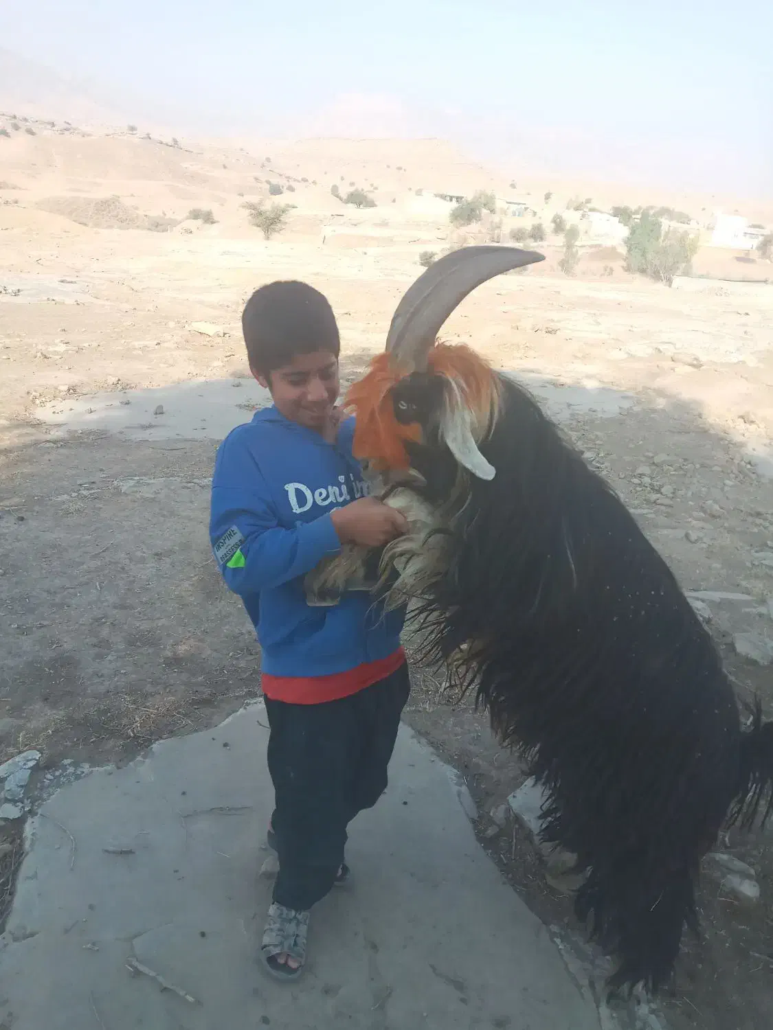 بهده فروشی فقط  ۱۷ مفت|حیوانات مزرعه|ایذه, |دیوار