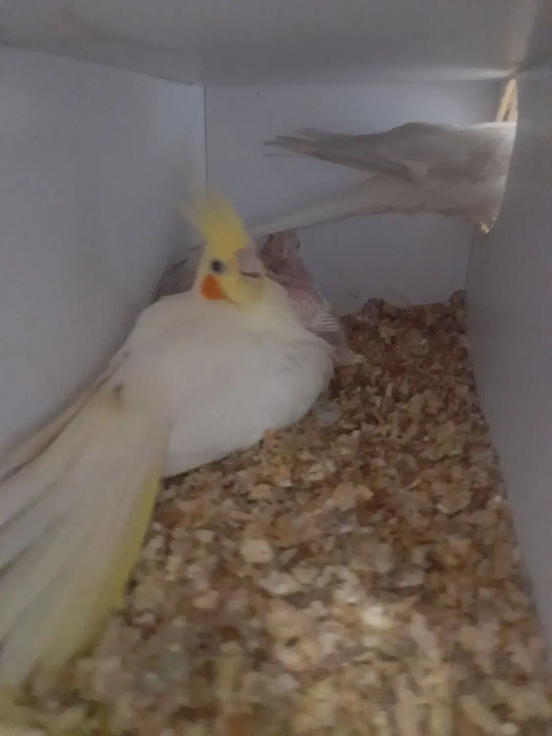 عروس هلندی  با ۴ تا جوجه|پرنده|تربت جام, شهرک آزادگان|دیوار