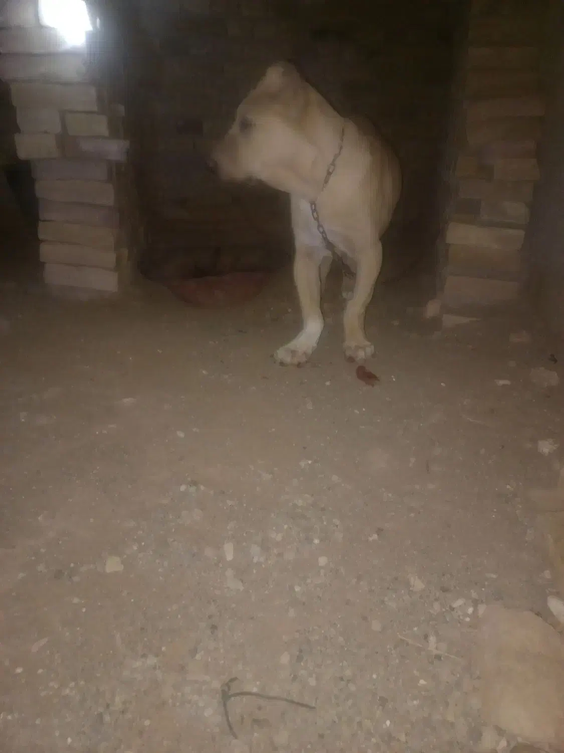 سلام خسته نباشید دو تا توله هم قال|سگ|سبزوار, پاسداران|دیوار