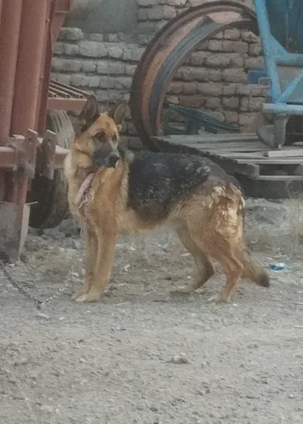 ژرمن ماده|سگ|اردبیل, |دیوار