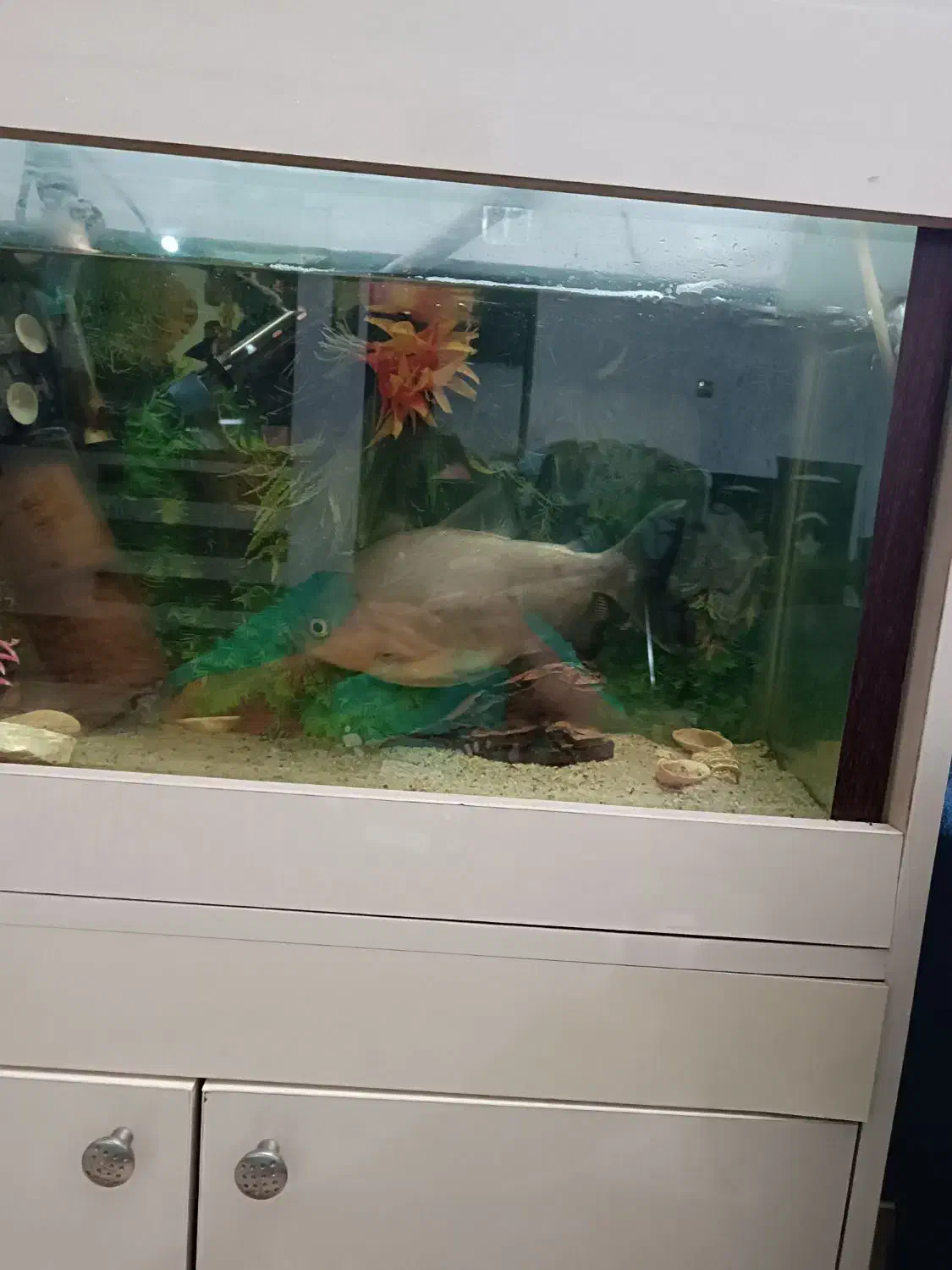 ماهی گوشتخوار درشت|ماهی|مشهد, امیرآباد|دیوار